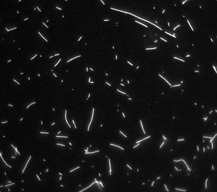 mt under microscope