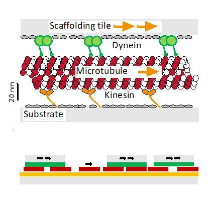 Scaffold