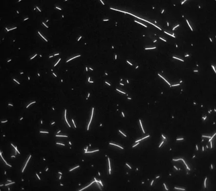 mt under microscope