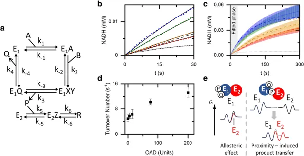 Kinetic model of the MDH-OAD cascade