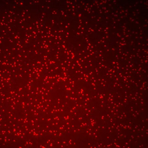 Single Molecule