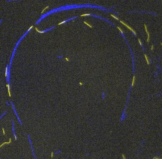 Microtubule swarm